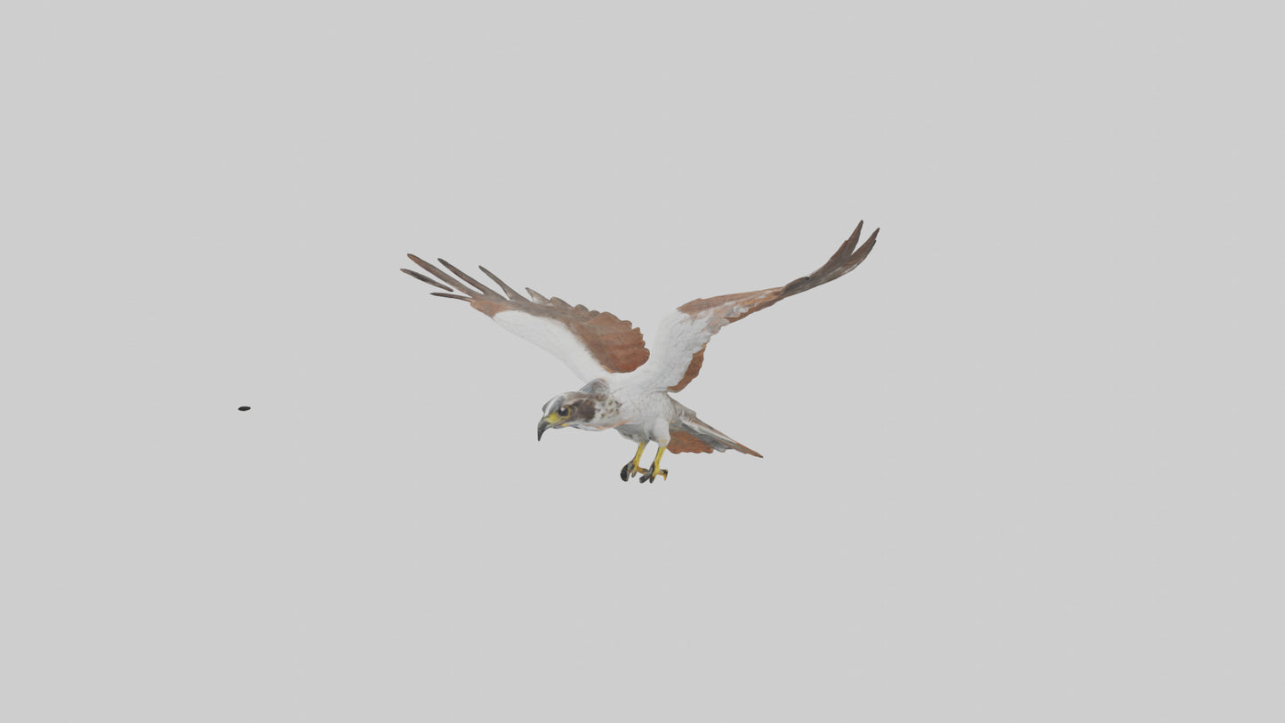 Falcon flying model 3D model