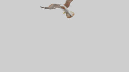 Falcon flying model 3D model