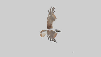 Falcon flying model 3D model