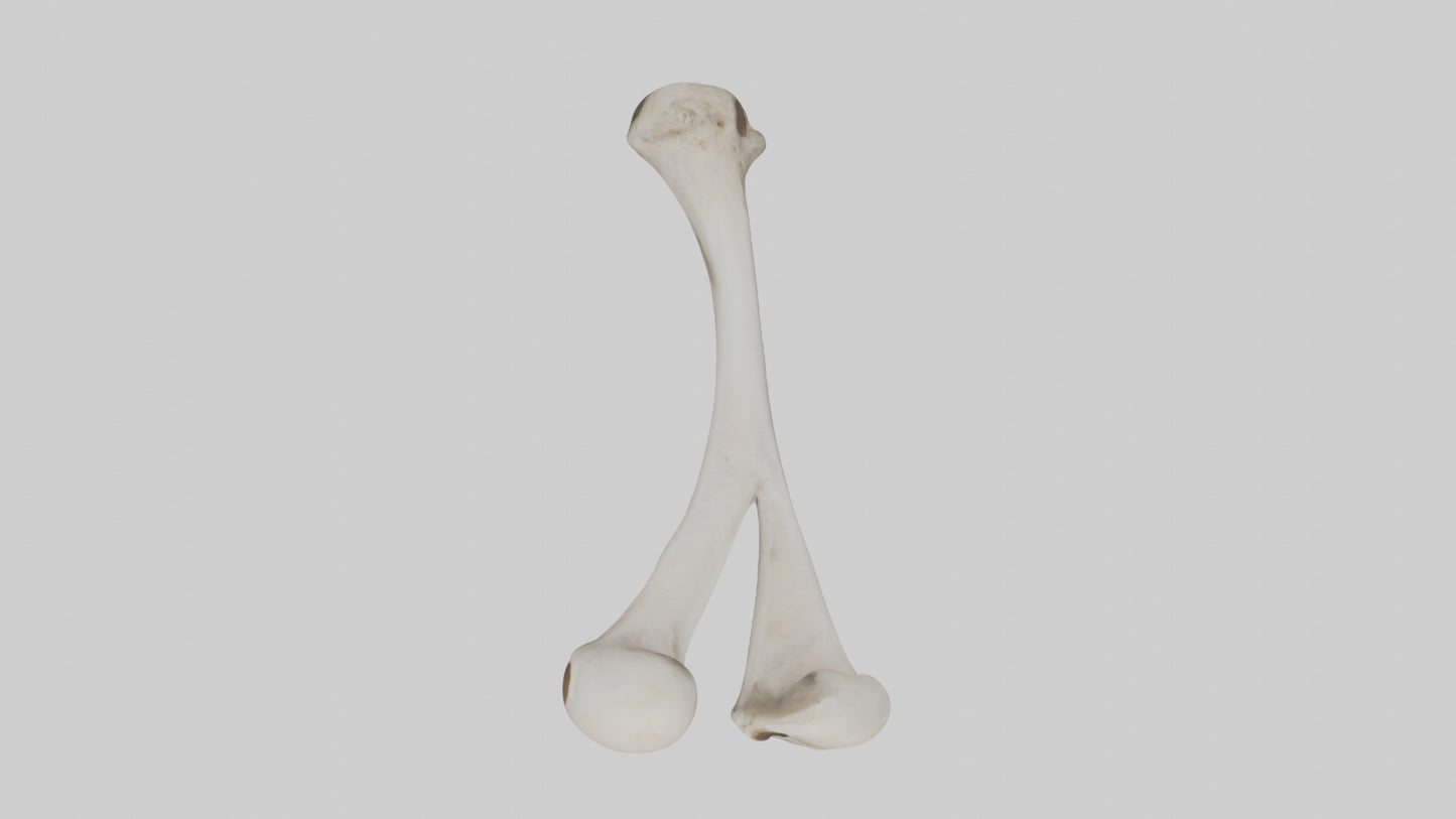 Falcon Humerus 3D model