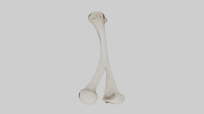 Falcon Humerus 3D model