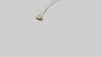 Falcon Humerus 3D model