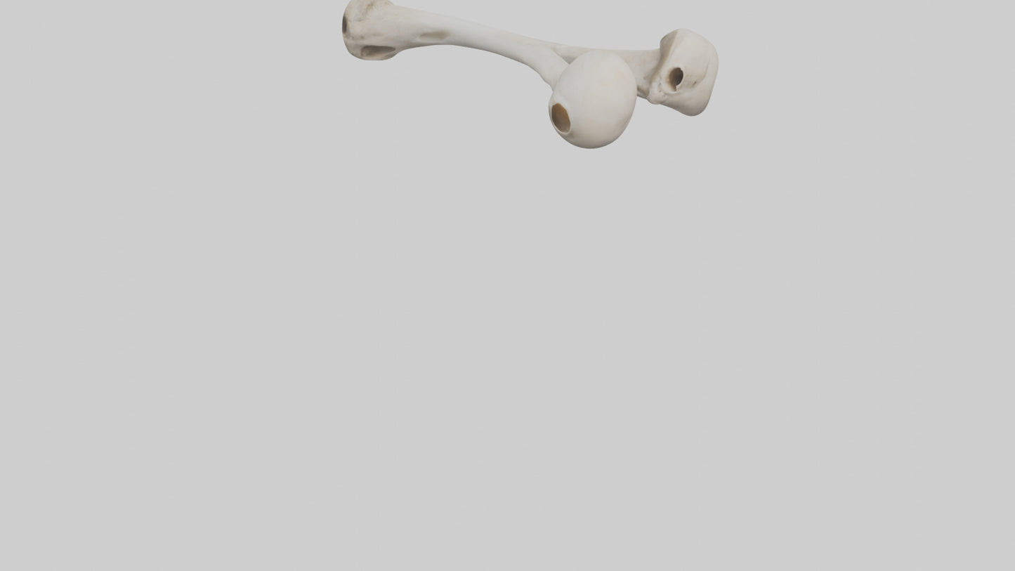Falcon Humerus 3D model
