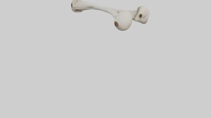 Falcon Humerus 3D model