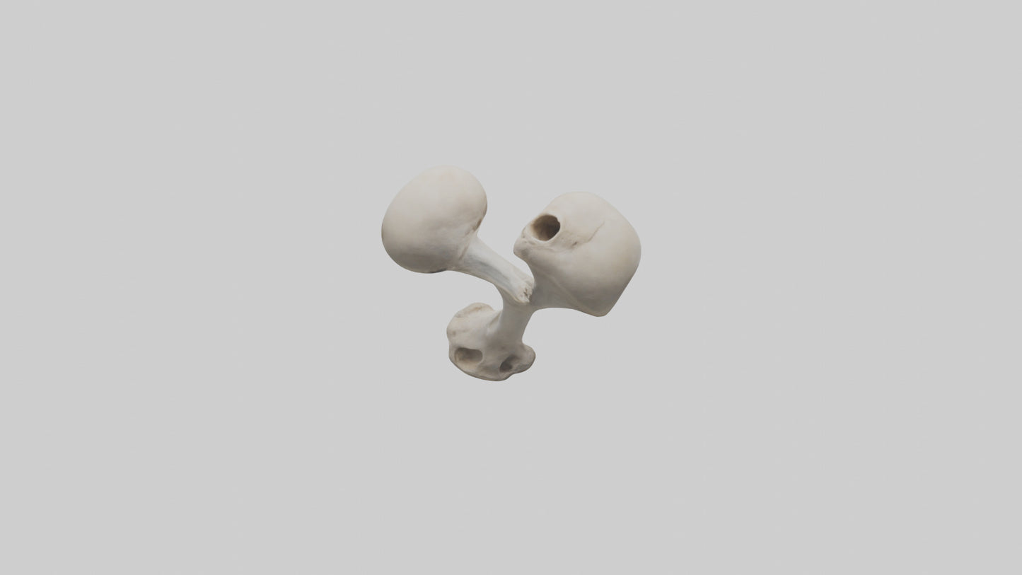 Falcon Humerus 3D model