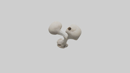Falcon Humerus 3D model