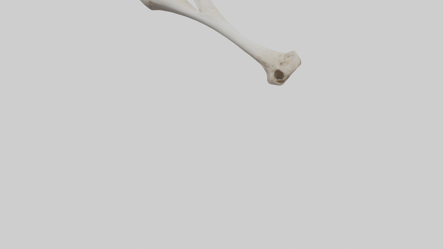 Falcon Humerus 3D model