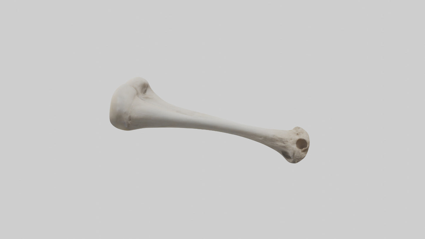 Falcon Humerus 3D model