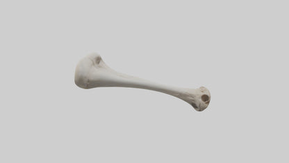 Falcon Humerus 3D model