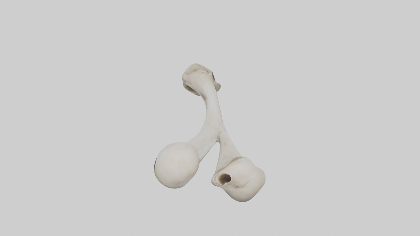 Falcon Humerus 3D model
