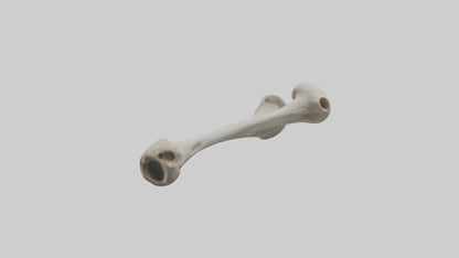 Falcon Humerus 3D model