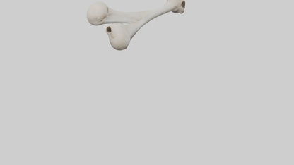 Falcon Humerus 3D model