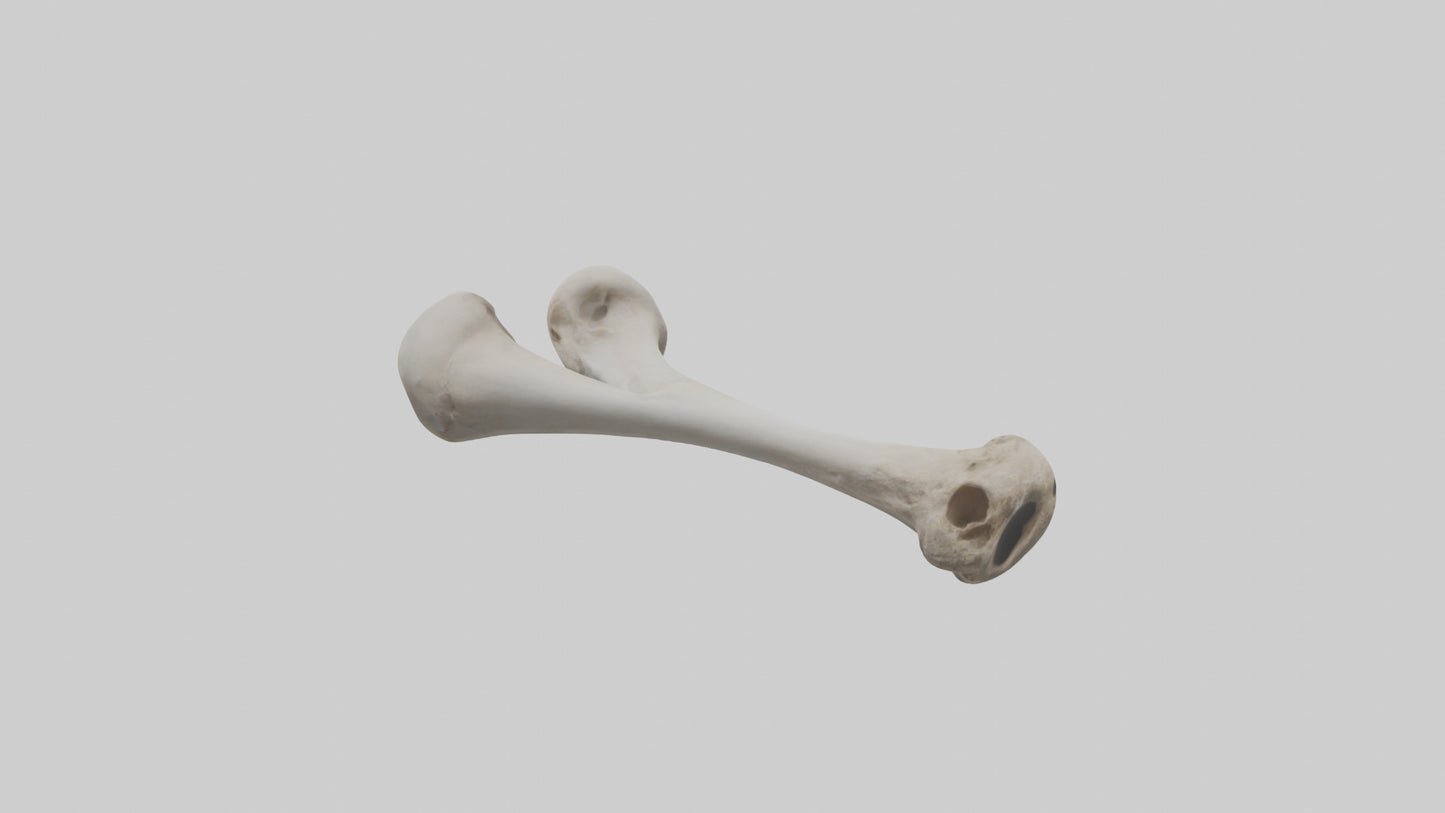 Falcon Humerus 3D model