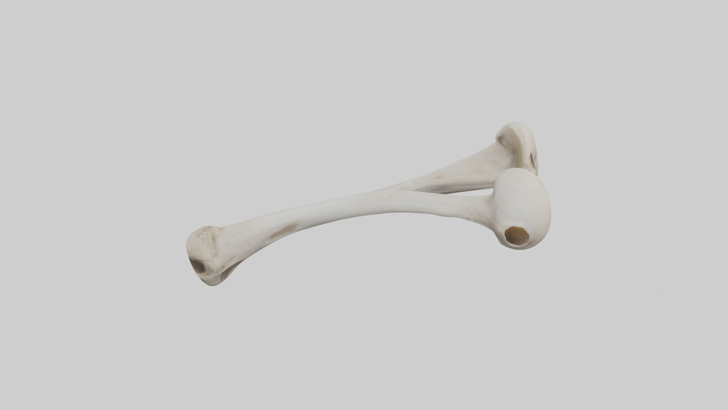 Falcon Humerus 3D model