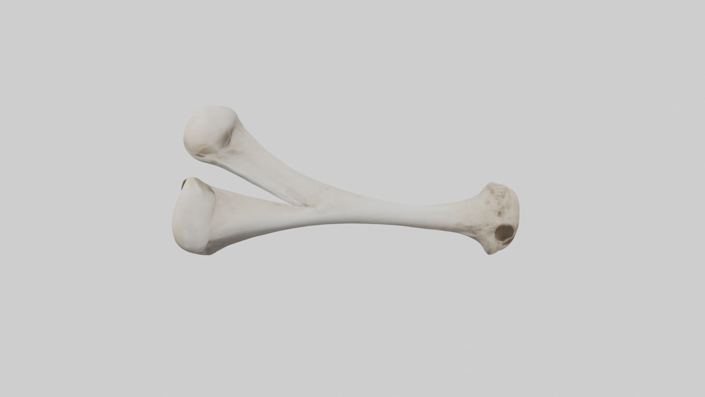 Falcon Humerus 3D model