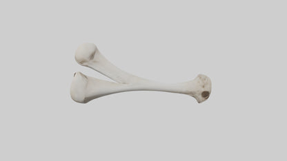 Falcon Humerus 3D model
