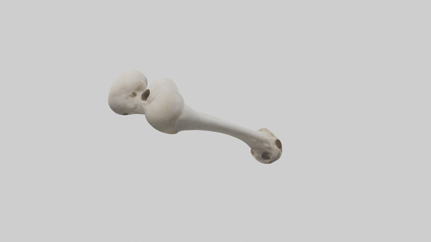 Falcon Humerus 3D model