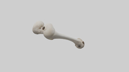 Falcon Humerus 3D model