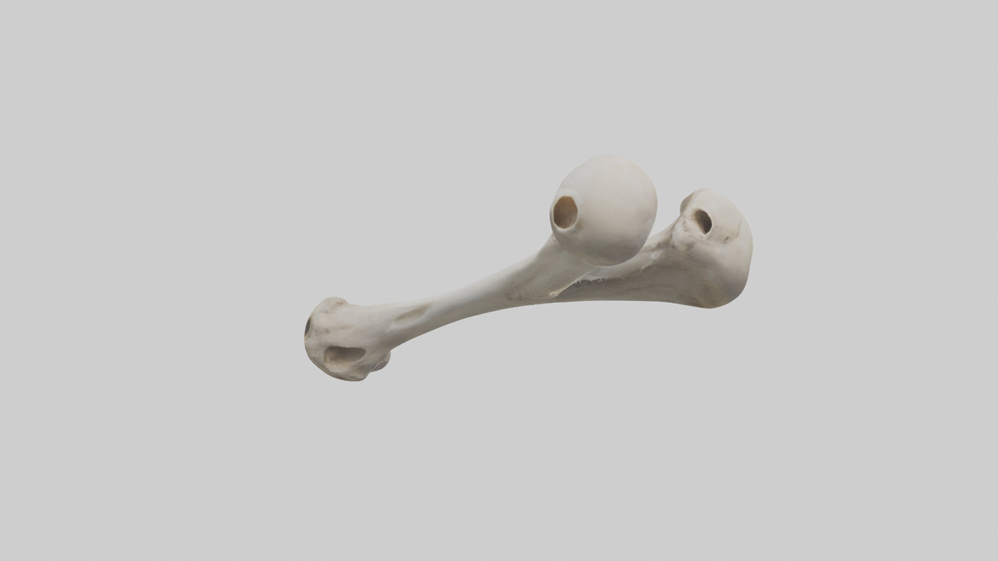 Falcon Humerus 3D model