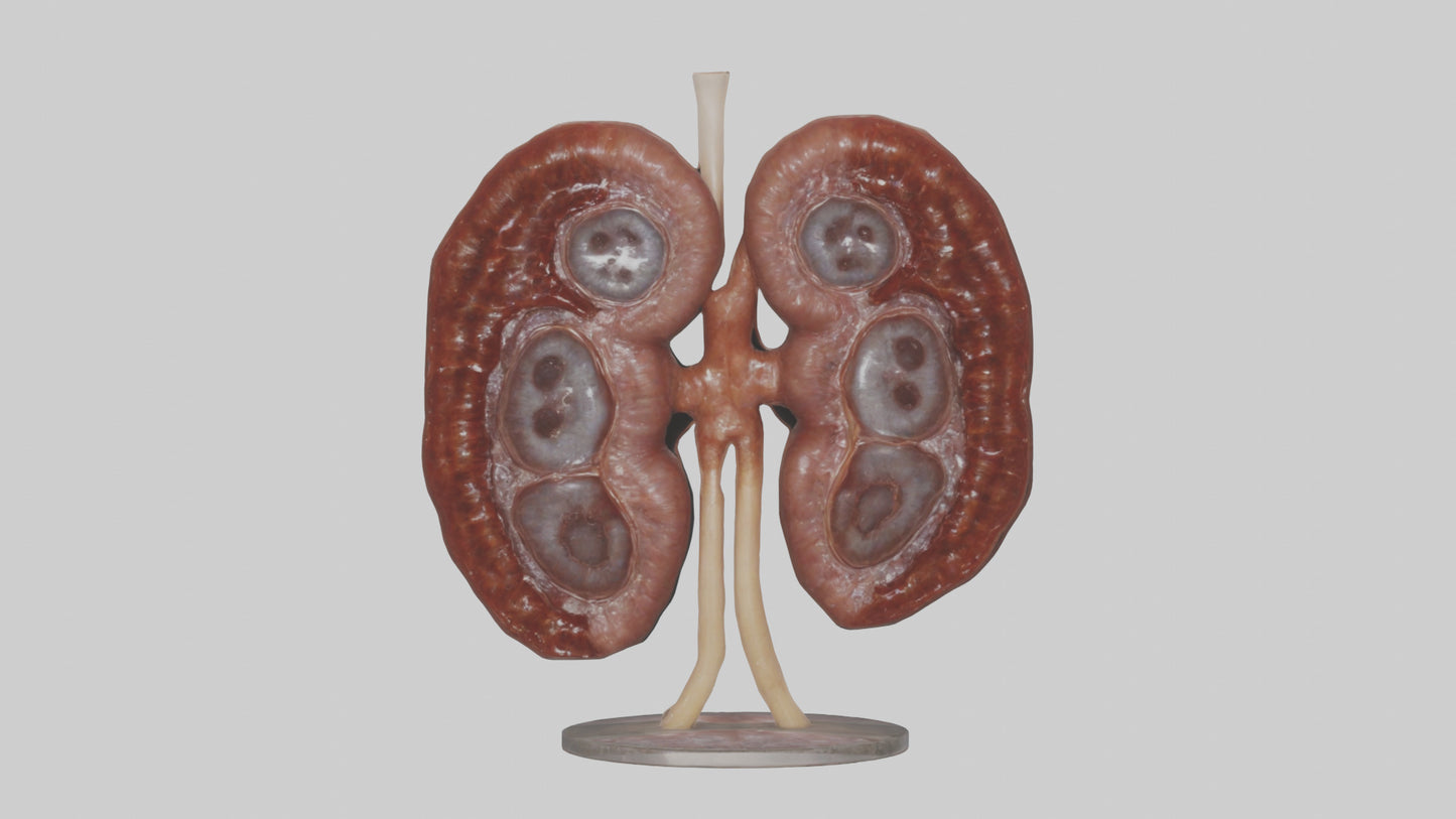 Falcon Kidneys 3D model