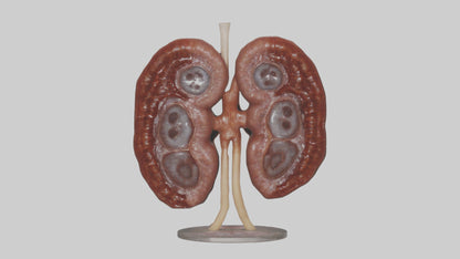 Falcon Kidneys 3D model