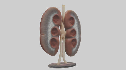 Falcon Kidneys 3D model