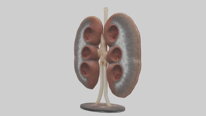 Falcon Kidneys 3D model