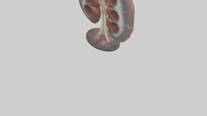 Falcon Kidneys 3D model