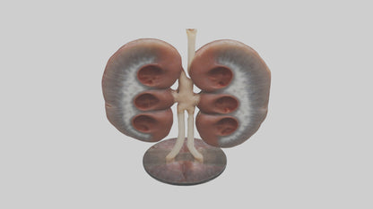 Falcon Kidneys 3D model