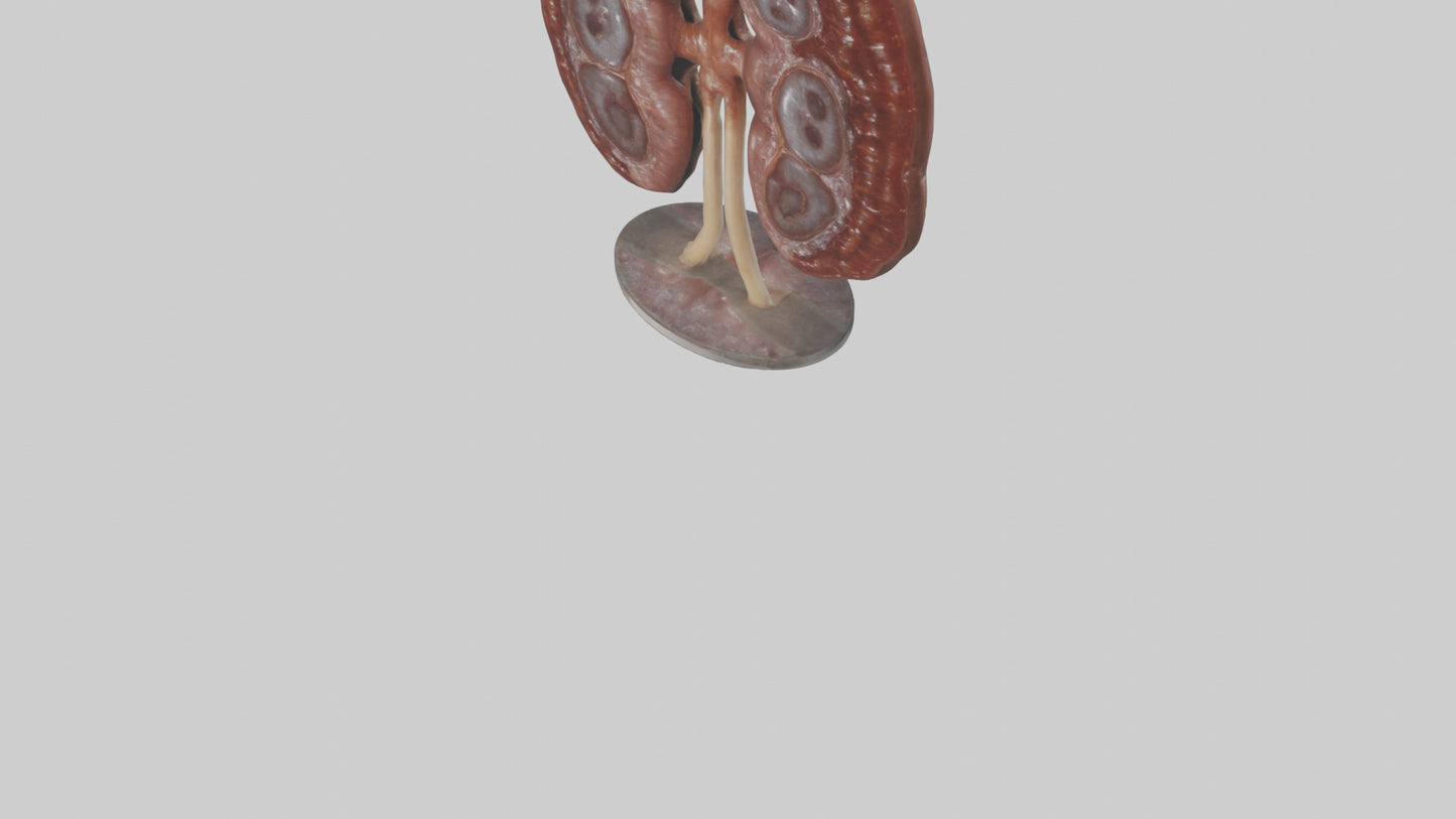 Falcon Kidneys 3D model