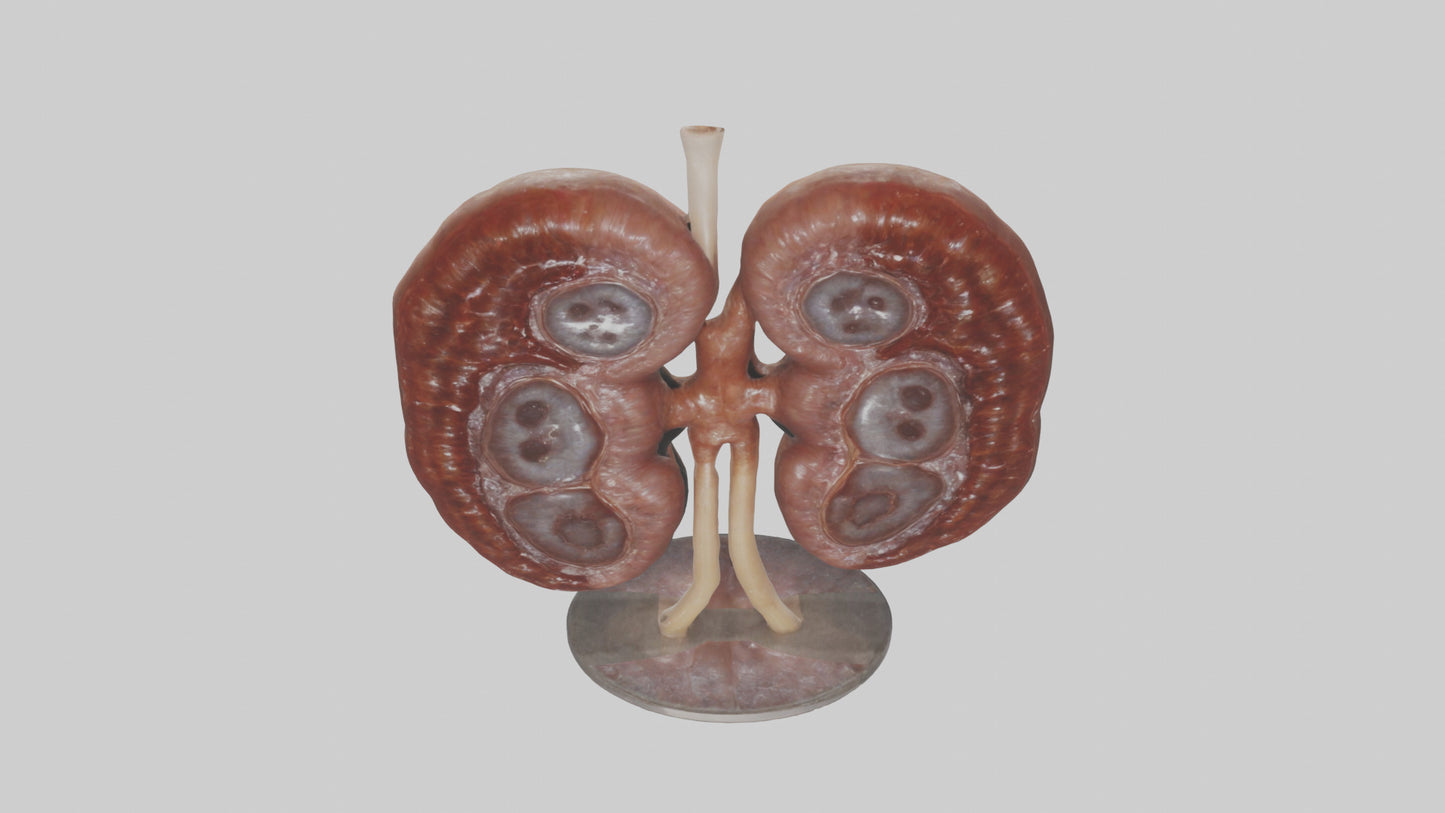 Falcon Kidneys 3D model