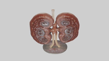 Falcon Kidneys 3D model