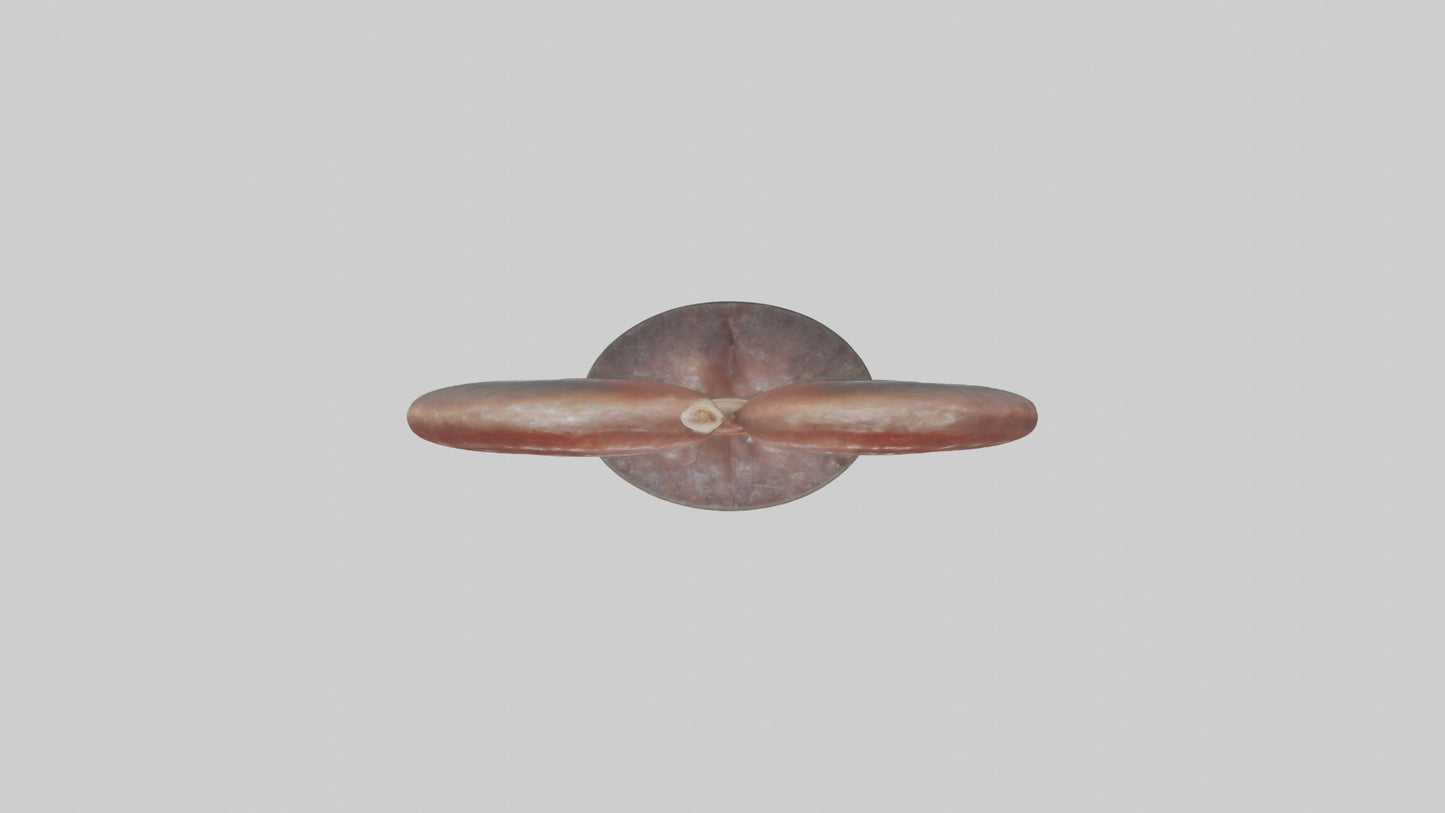 Falcon Kidneys 3D model