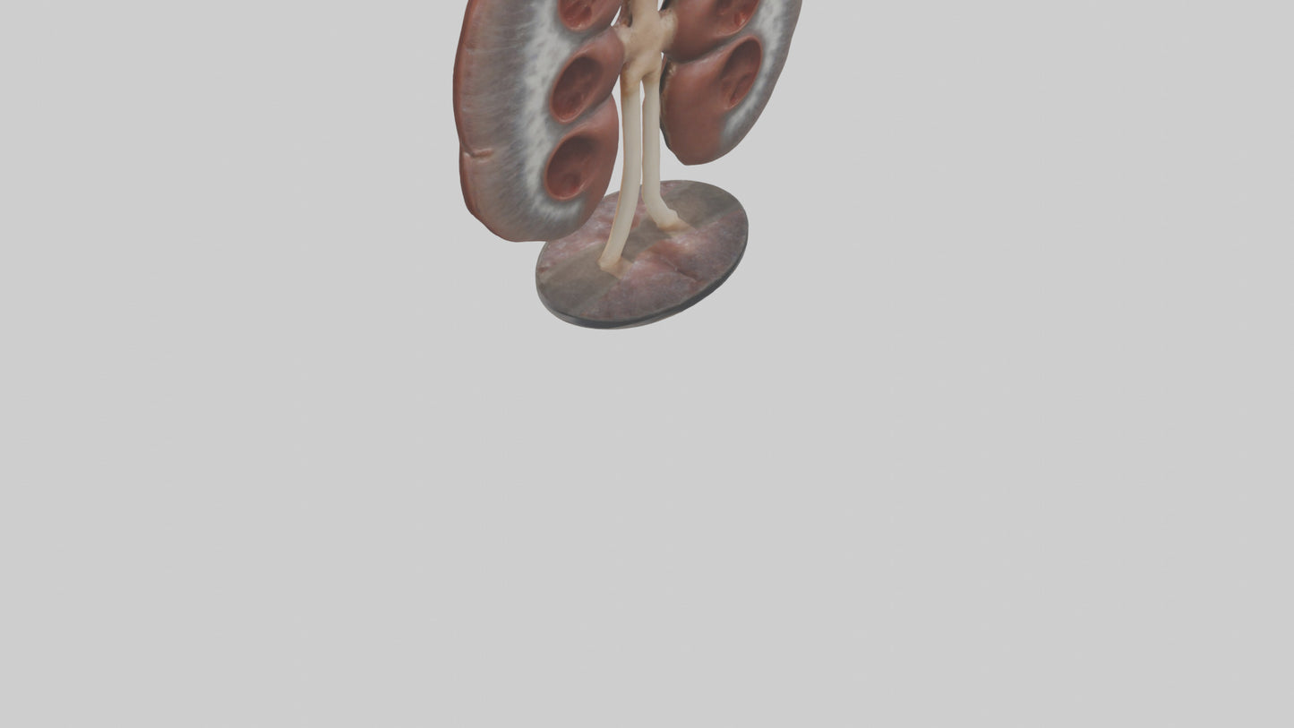 Falcon Kidneys 3D model