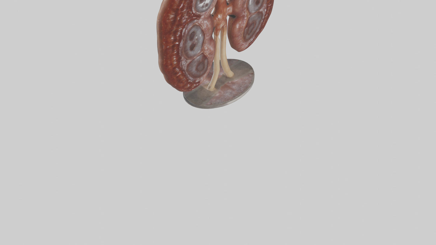 Falcon Kidneys 3D model