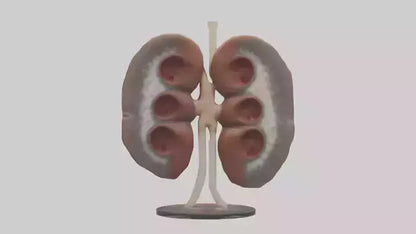 Falcon Kidneys 3D model
