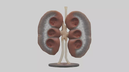 Falcon Kidneys 3D model