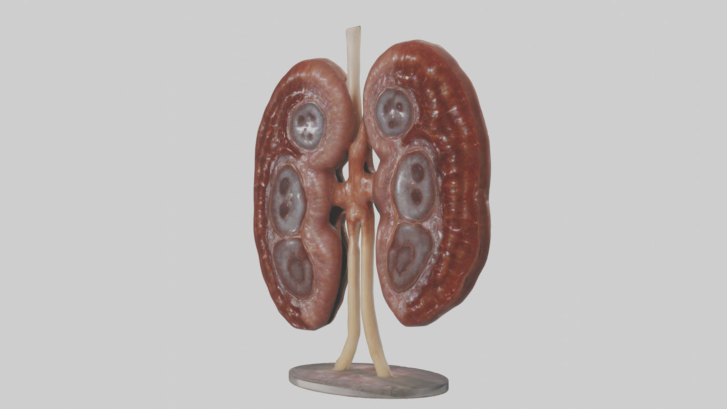 Falcon Kidneys 3D model