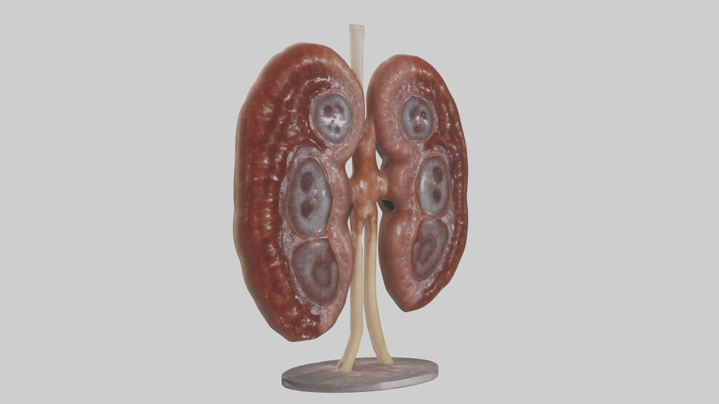 Falcon Kidneys 3D model