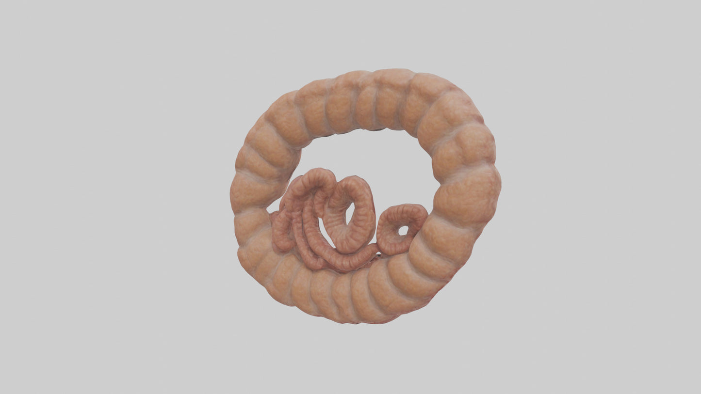 Falcon Large Intestine 3D model