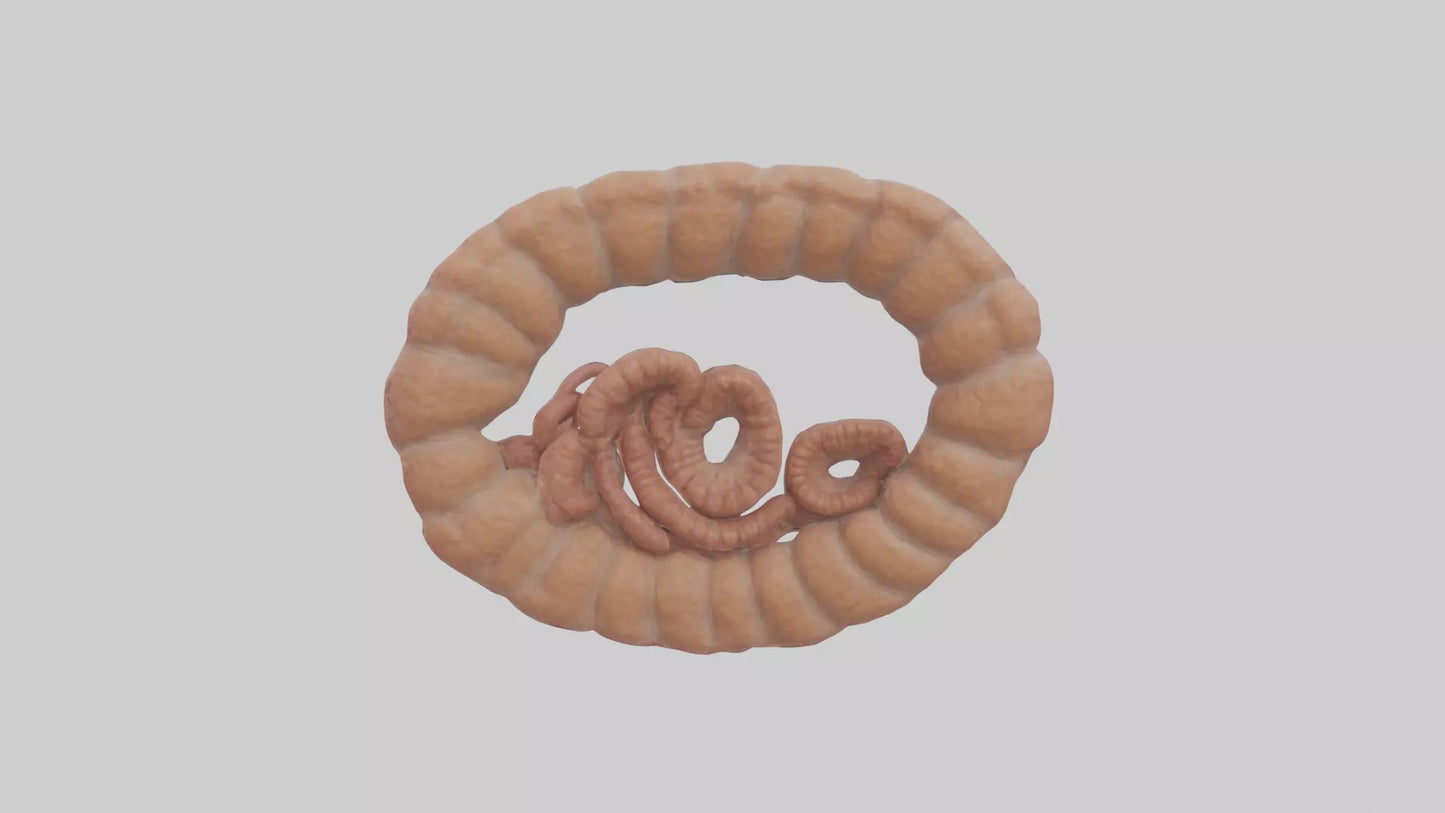 Falcon Large Intestine 3D model