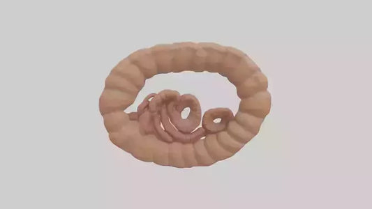 Falcon Large Intestine 3D model