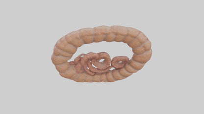 Falcon Large Intestine 3D model