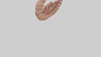 Falcon Large Intestine 3D model