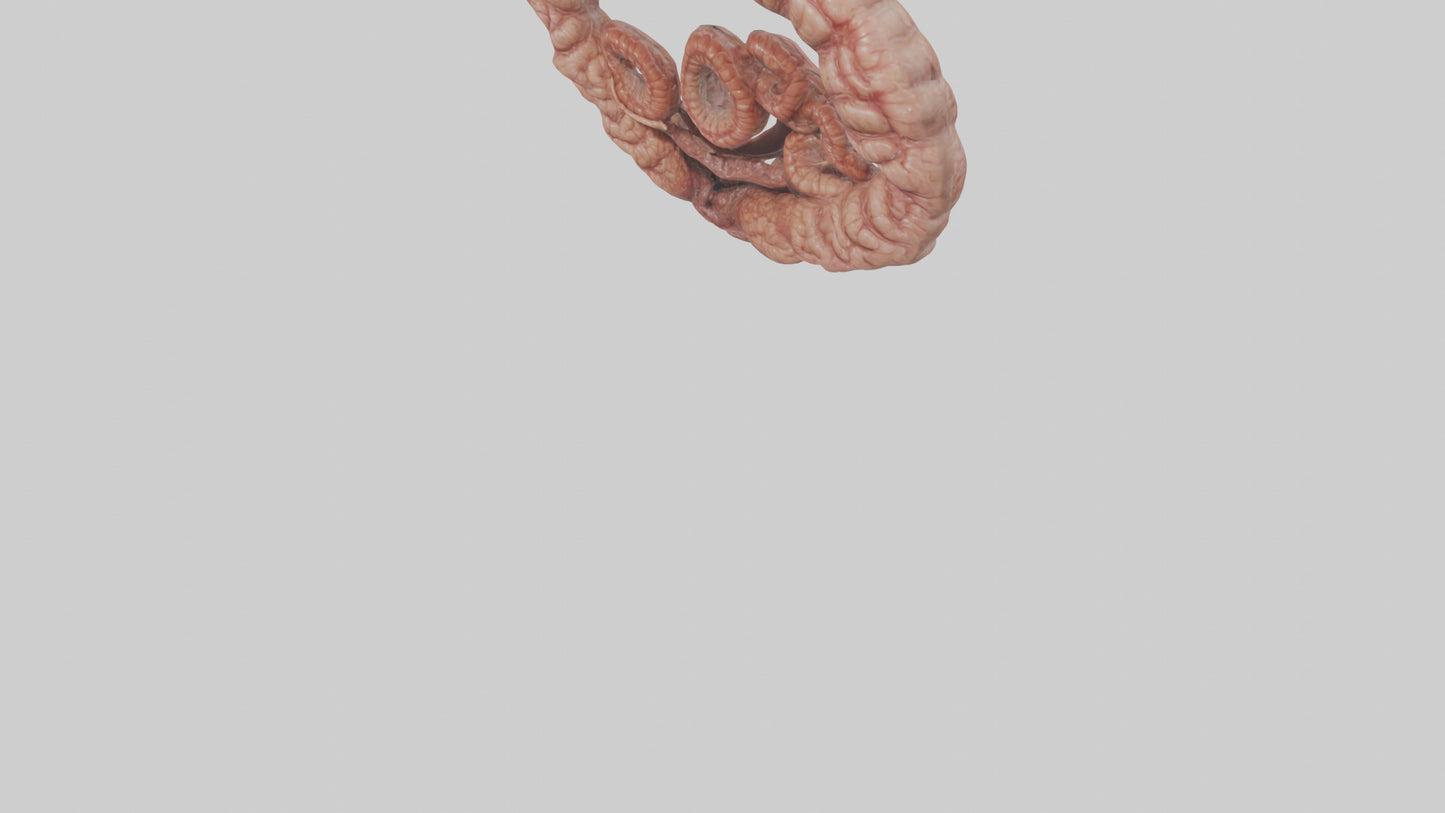 Falcon Large Intestine 3D model