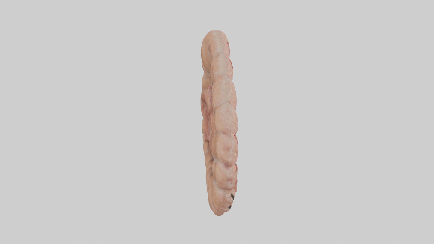 Falcon Large Intestine 3D model