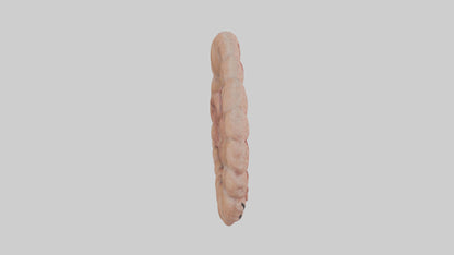 Falcon Large Intestine 3D model