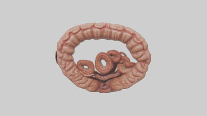 Falcon Large Intestine 3D model