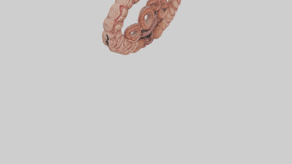 Falcon Large Intestine 3D model