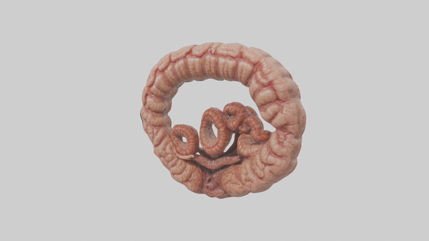 Falcon Large Intestine 3D model